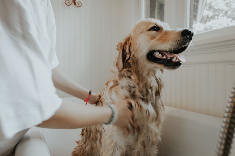 Dog Grooming